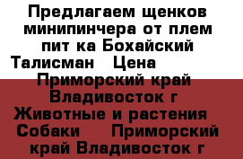 Предлагаем щенков минипинчера от плем.пит-ка Бохайский Талисман › Цена ­ 10 000 - Приморский край, Владивосток г. Животные и растения » Собаки   . Приморский край,Владивосток г.